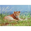 Indian Lion