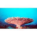 Corals of Lakshadweep