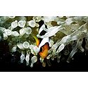 Fish inside the Corals of Lakshadweep