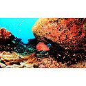 Marine Life of Lakshadweep