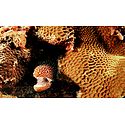 Fish inside the Coral Reef of Lakshadweep