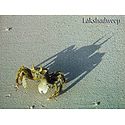 Crab on Lakshadweep Beach