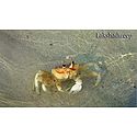 Crab on Lakshadweep Beach
