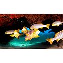 Marine Life of Lakshadweep