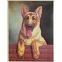 Dog - Man's Best Friend