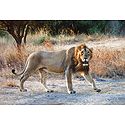 Lion - King of the Jungle in Gir Forest, Gujarat