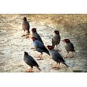 Indian Mynah - Photographic Print