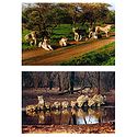 A Group of Lions - Set of 2 Pictures