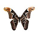 Edward's Atlas Moth - Photographic Print