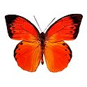 Lexias Dirtea, the Archduke Butterfly - Photographic Print
