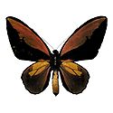 Brush-Footed Butterfly - Photographic Print