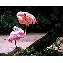 Flamingos - Photographic Print