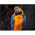 Colorful Parakeet - Photographic Print