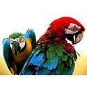 Colorful Parakeets - Photographic Print