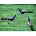 3 Peacocks in Playful Mood