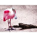 Roseate Spoonbill - Photographic Print
