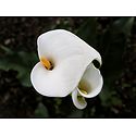 White Anthurium