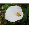 White Anthurium