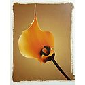 Yellow Anthurium