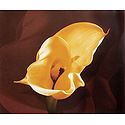 Yellow Anthurium