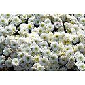 White Chrysanthemums - Photo Print