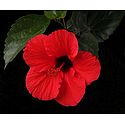 Dark Red Hibiscus