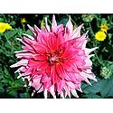 Shades of Pink Dahlia
