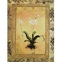 Orchids