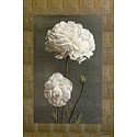 White Zinnia