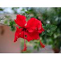 Hibiscus