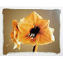 Yellow Lily