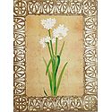 White Lily