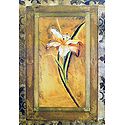 Lily Flower
