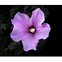 Mauve Hibiscus