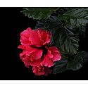 Red Hibiscus