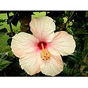 Light Peach Hibiscus