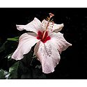 Light Pink Hibiscus
