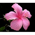 Pink Hibiscus