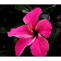 Dark Pink Hibiscus