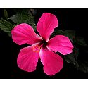 Rose Pink Hibiscus