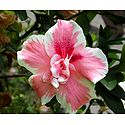 Pink Hibiscus