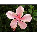 Pink Hibiscus