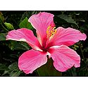 Pink Hibiscus