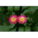 English Daisy