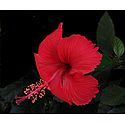 Red Hibiscus