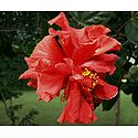 Red Hibiscus