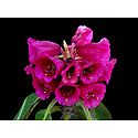Magenta Rhododendron in Shingba Sanctuary, Yumthang - North Sikkim, India
