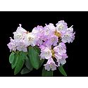 White with Magenta Rhododendron in Shingba Sanctuary, Yumthang - North Sikkim, India