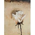 White Rose