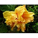 Light Saffron Hibiscus